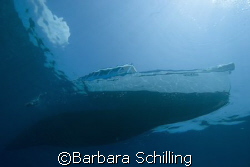 coming back from a dive. by Barbara Schilling 